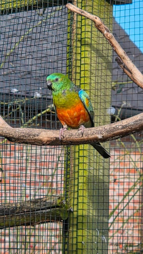 Roodruggen, Animaux & Accessoires, Oiseaux | Perruches & Perroquets, Perruche, Plusieurs animaux, Bagué