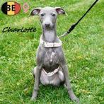 Charlotte & Charles - Elegant duo Italiaanse Windhondjes, Dieren en Toebehoren, België, 15 weken tot 1 jaar, CDV (hondenziekte)