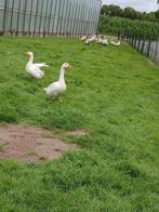 witte  ganzen, Dieren en Toebehoren, Pluimvee