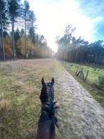 Verzorgpaard/halve stal gezocht, Animaux & Accessoires, Chevaux