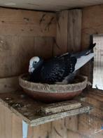 Reisduif jonge te reserveren