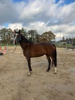 Springpaard, merrie, Dieren en Toebehoren, Paarden, Merrie, Springpaard, Gechipt, 7 tot 10 jaar