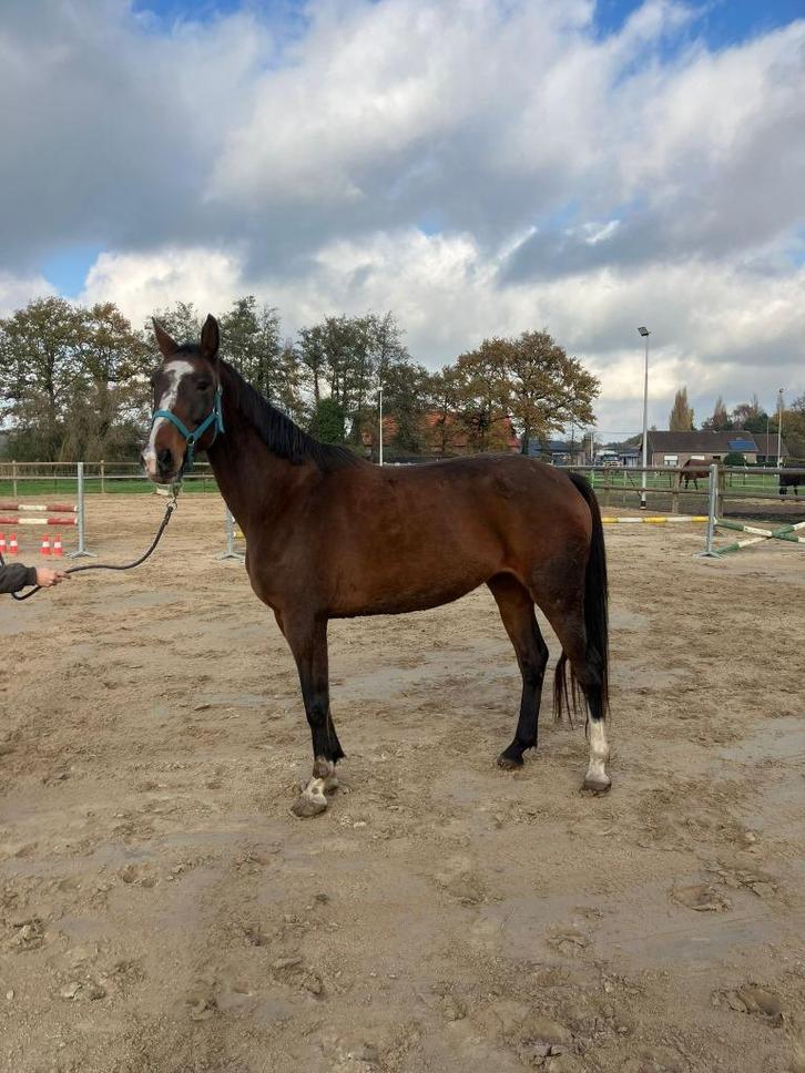 Springpaard, merrie, Dieren en Toebehoren, Paarden, Merrie, Onbeleerd, 165 tot 170 cm, 7 tot 10 jaar, Springpaard, Met stamboom