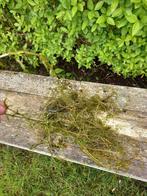 Waterpest zuurstofplanr, Tuin en Terras, Ophalen