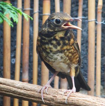 Zwartborst lijster beschikbaar voor biedingen