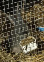 Duitsereus blauw otter moertje, Dieren en Toebehoren, Vrouwelijk, Groot, 0 tot 2 jaar