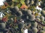Lekker zoete groene pruimpjes, Ophalen