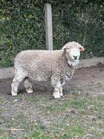 Devon & Cornwall Longwool Ram, Dieren en Toebehoren, Schaap