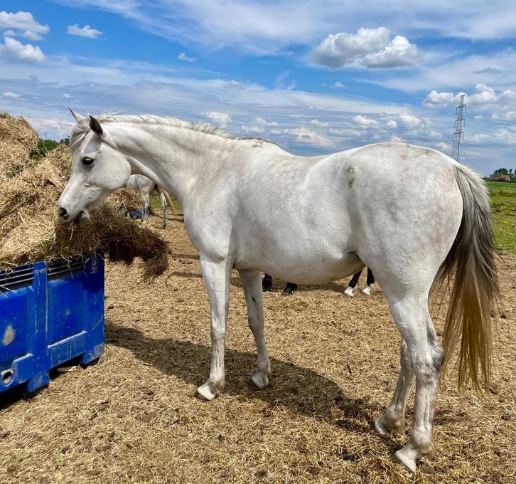 Arabische volbloed, Dieren en Toebehoren, Paarden, Meerdere dieren, Onbeleerd, Minder dan 160 cm, 3 tot 6 jaar, Recreatiepaard