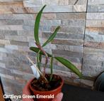 Orchidee Cattleya Green Emerald * Zeer geurende, Huis en Inrichting, Kamerplanten, Ophalen of Verzenden