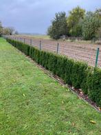 taxus haag, Tuin en Terras, Planten | Struiken en Hagen, Ophalen, Taxus, Haag, Minder dan 100 cm