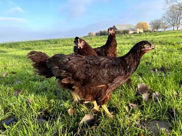 Jonge tamme Rhode Island Red kippen, gesekst en ingeënt