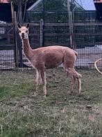 Pipa is een 3-jarige fawn merrie, Dieren en Toebehoren, Augustus, Mannelijk