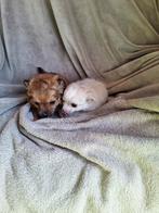 Chihuahua pups, Animaux & Accessoires, Chiens | Chihuahuas & Chiens de compagnie, Parvovirose, Plusieurs, Belgique, 8 à 15 semaines
