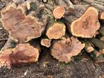 Tronc de If taxus baccata, Enlèvement, Neuf