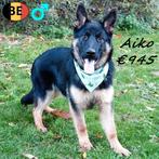 Aiko, Duitse Herder - te koop, Dieren en Toebehoren, België, 15 weken tot 1 jaar, CDV (hondenziekte), Eén hond