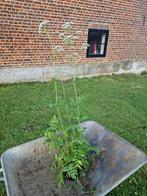 Valeriaan in pot, Tuin en Terras, Planten | Tuinplanten, Vaste plant, Ophalen of Verzenden, Halfschaduw, Kruiden