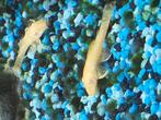 borstelneus algeneter albino, Dieren en Toebehoren, Vissen | Aquariumvissen