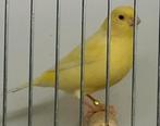 Gele TT kwaliteit kanaries., Dieren en Toebehoren