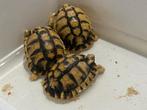 Testudo kleinmanni nakweek 2022, Dieren en Toebehoren, Schildpad, 3 tot 6 jaar