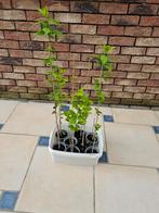 Hibiscus althea  bleue, Jardin & Terrasse, Plantes | Jardin, Enlèvement ou Envoi