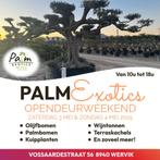 Olijfbomen OPENDEURWEEKEND SUPERPROMO’S, Volle zon, Ophalen of Verzenden, 100 tot 250 cm, Olijfboom