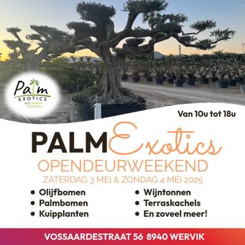 Olijfbomen OPENDEURWEEKEND SUPERPROMO’S beschikbaar voor biedingen