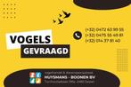 Vogels GEVRAAGD, Dieren en Toebehoren, Vogels | Overige Vogels