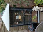 Kooi met kanaries, Dieren en Toebehoren, Meerdere dieren, Bastaard