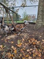 Padua Tollbunt haantjes, Dieren en Toebehoren, Pluimvee
