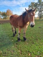 Knap trekpaard, Dieren en Toebehoren, Paarden