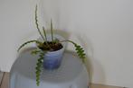 Epiphyllum ZigZag Cactus in 14 cm pot, Maison & Meubles, Plantes d'intérieur, En pot, Enlèvement, Autres espèces