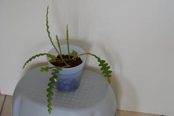 Epiphyllum ZigZag Cactus in 14 cm pot