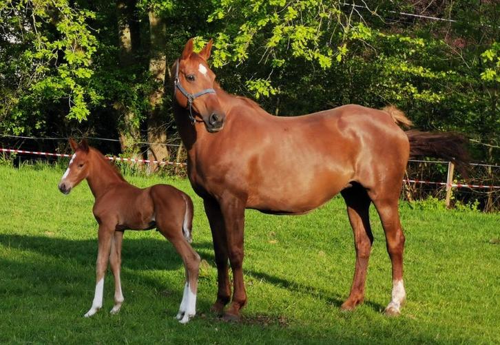Volle fokmerrie Baloubet du rouet x nabab de reve, Dieren en Toebehoren, Paarden en Pony's | Dekhengsten en Fokmerries, Merrie