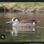 Overjaars koppel roze ooreendjes, Dieren en Toebehoren, Vogels | Overige Vogels