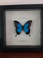 Indonesische vlinder in kader . Kader is 25 cm bij 25 cm., Tickets & Billets