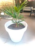 Palmier, Tuin en Terras, Ophalen of Verzenden