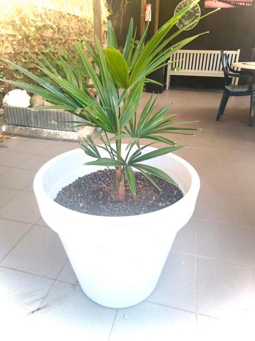 Palmier, Tuin en Terras, Planten | Tuinplanten, Ophalen of Verzenden