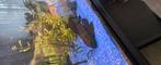 Grote ancistrus, Dieren en Toebehoren