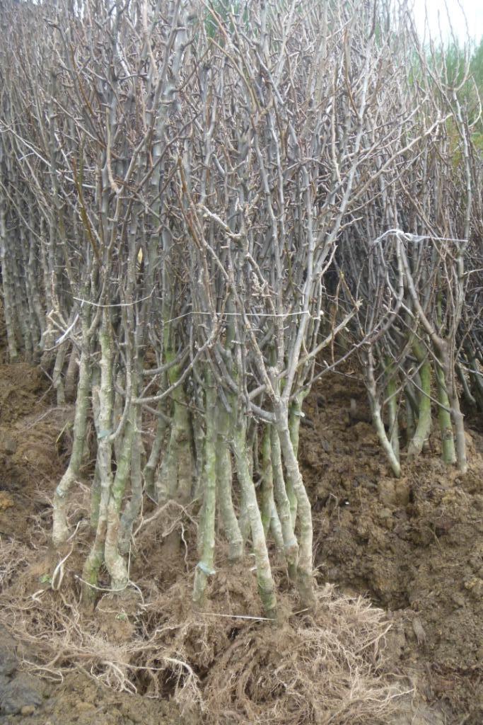 Peren en appels actie, Tuin en Terras, Planten | Fruitbomen, Overige soorten, Ophalen