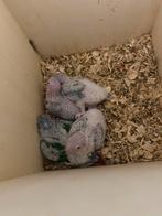 Tamme Pyrrhura jongen+ ouders, Dieren en Toebehoren, Meerdere dieren, Tam