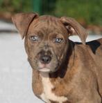 Chiots Stafford américains, Animaux & Accessoires, Chiens | Jack Russell & Terriers, American Staffordshire Terrier, Plusieurs