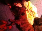 Hollandse herderpups FCI stamboom, Dieren en Toebehoren, Honden | Herdershonden en Veedrijvers, CDV (hondenziekte), Meerdere, 8 tot 15 weken