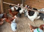 Legkippen ruime keuze, Dieren en Toebehoren