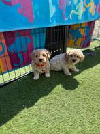 Prachtige mini maltipoo pups (mini maltezer x toy poedel), Dieren en Toebehoren, België, Overige rassen, CDV (hondenziekte), 8 tot 15 weken