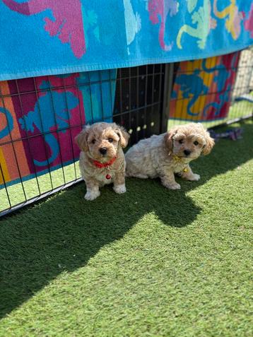 Prachtige mini maltipoo pups (mini maltezer x toy poedel), Dieren en Toebehoren, Honden | Chihuahua's en Gezelschapshonden, België