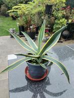 Agave planten, Tuin en Terras, Planten | Tuinplanten, Ophalen, Vaste plant
