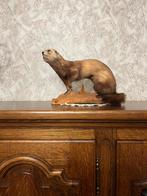 Opgezette marter op houten tak, Verzamelen, Dierenverzamelingen, Ophalen, Zo goed als nieuw, Overige soorten, Opgezet dier