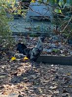 Mooie haan, Dieren en Toebehoren, Pluimvee