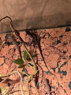 Diversen anolis sagrei te koop, Dieren en Toebehoren, Amfibie